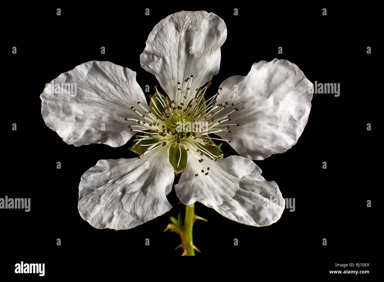 Macro fleur blackberry Banque D'Images