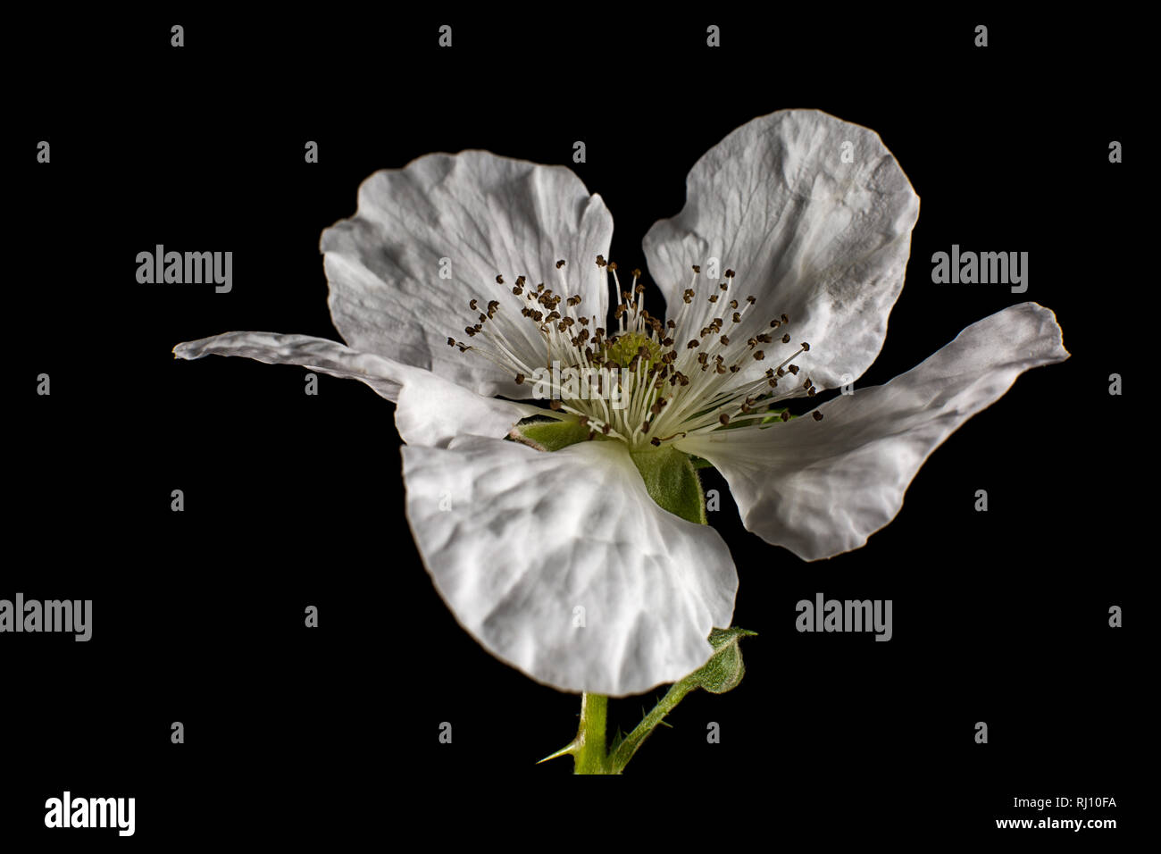 Macro fleur blackberry Banque D'Images
