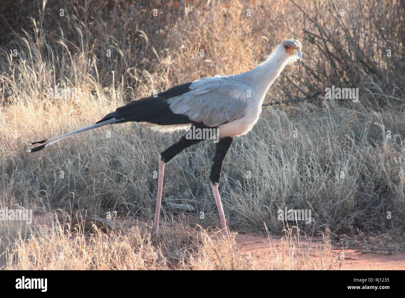 Oiseau secrétaire dans les prairies de l'Est de Tsavo National Park, Kenya Banque D'Images