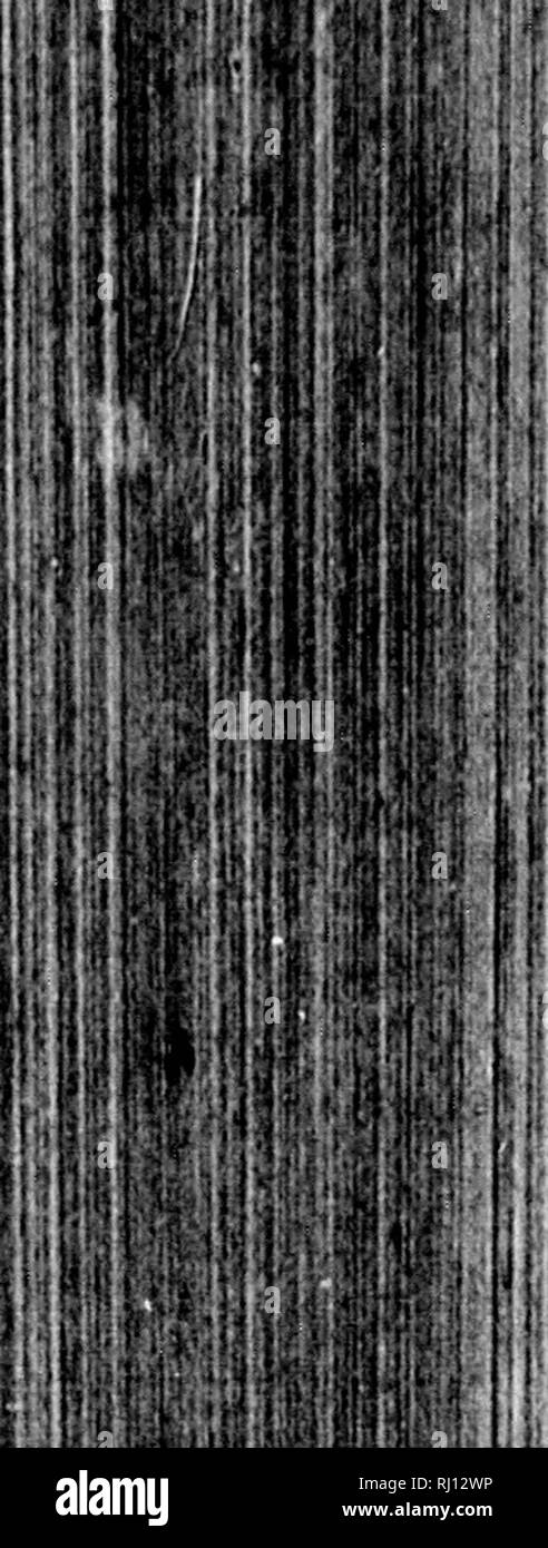 . Les mondes polaires et tropicales [microforme] : une description de l'homme et de la nature dans les régions équatoriales et polaires du globe : deux volumes en un seul : embracing a également un compte de l'expédition de tous les explorateurs de l'Arctique à partir de la découverte de l'Islande, plus il y a mille ans, à Hall's dernière expédition dans le nord du monde, ainsi que les belles découvertes et d'aventures d'Agassiz, Livingstone, Wallace, et d'autres éminents voyageurs dans les pays tropicaux. Les courses de l'Arctique ; Tropiques ; histoire naturelle ; Races arctiques ; Régions tropicales ; sciences naturelles ; la généalogie.  !' Il ! !'' Banque D'Images