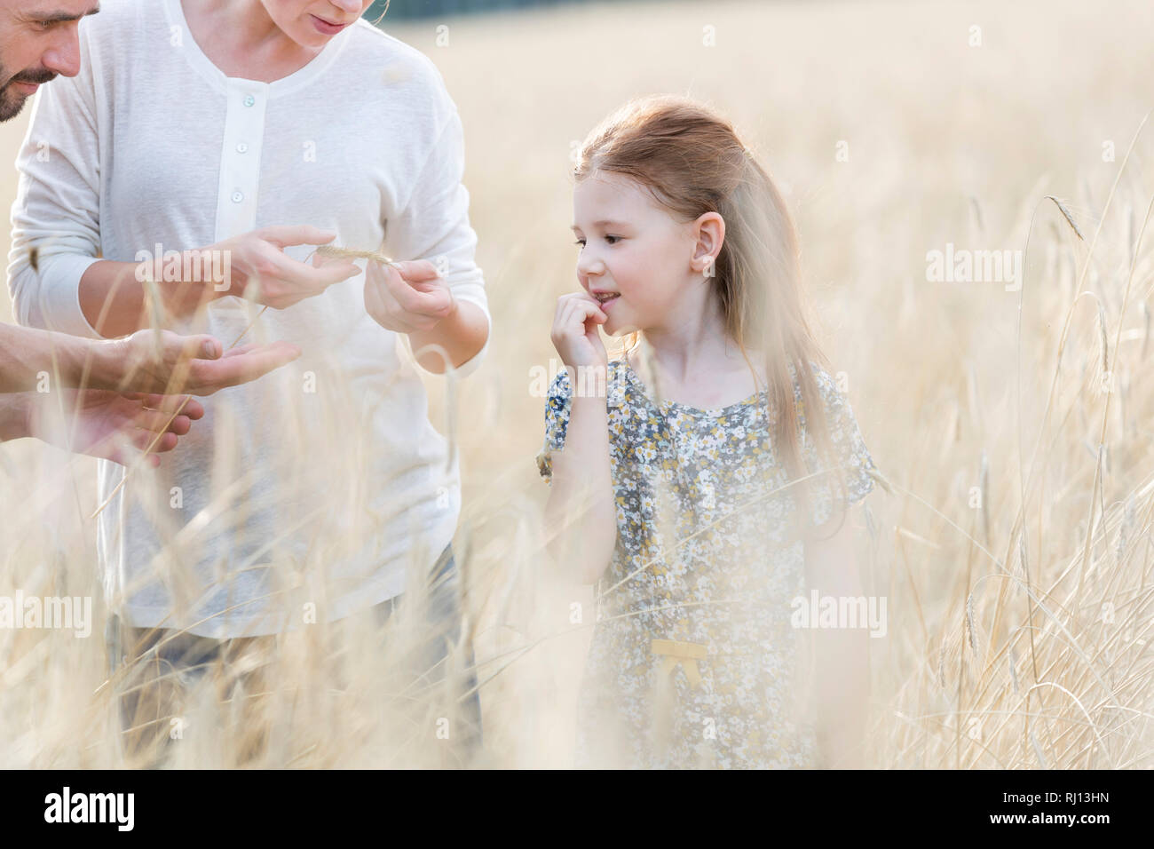 Les parents et la fille l'examen de grains du blé à la ferme Banque D'Images