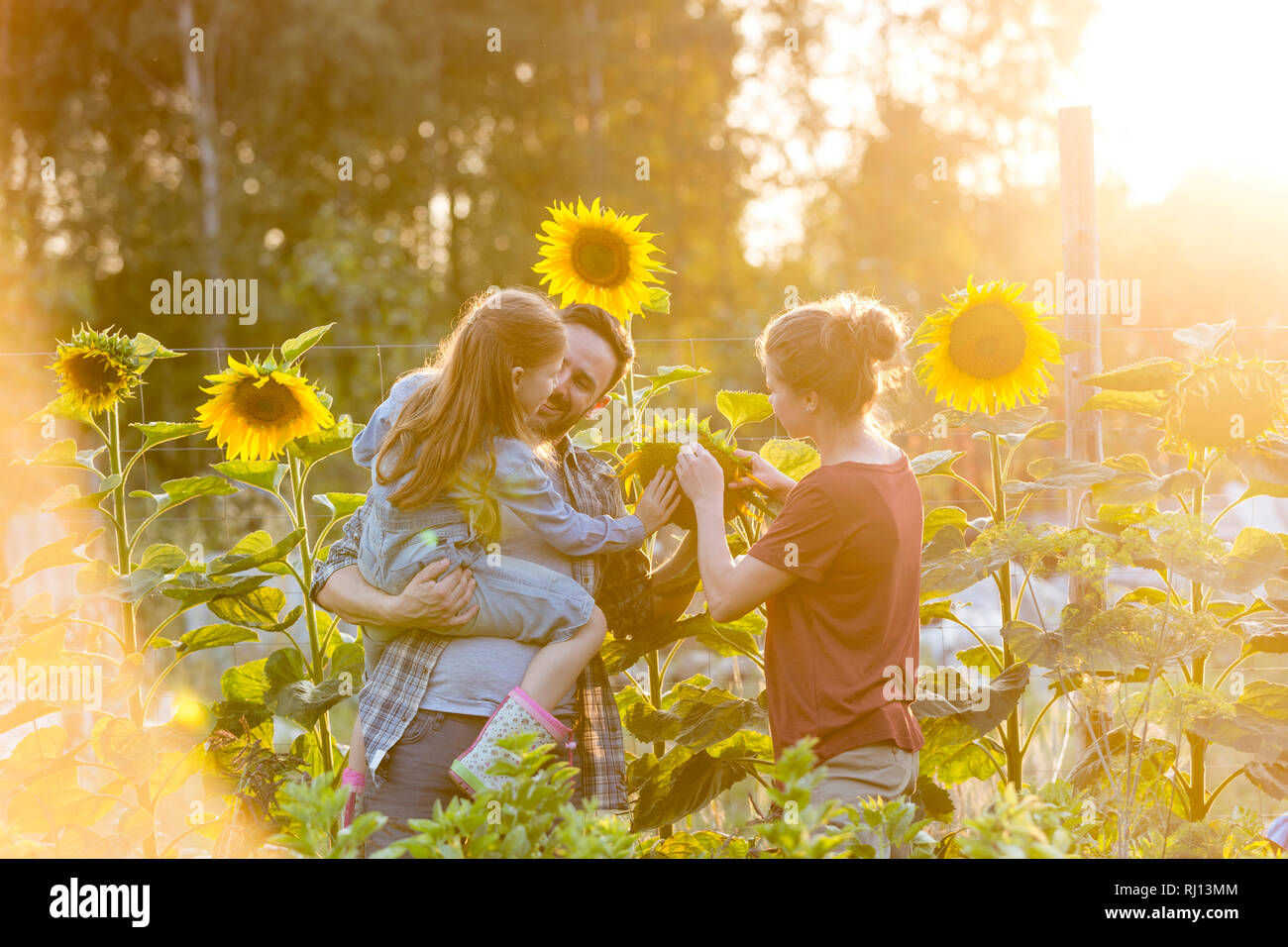 Les parents montrant à tournesol fille à farm Banque D'Images