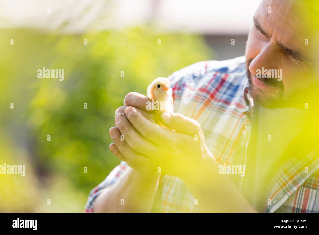 Closeup of mid adult man holding petit poussin à farm Banque D'Images