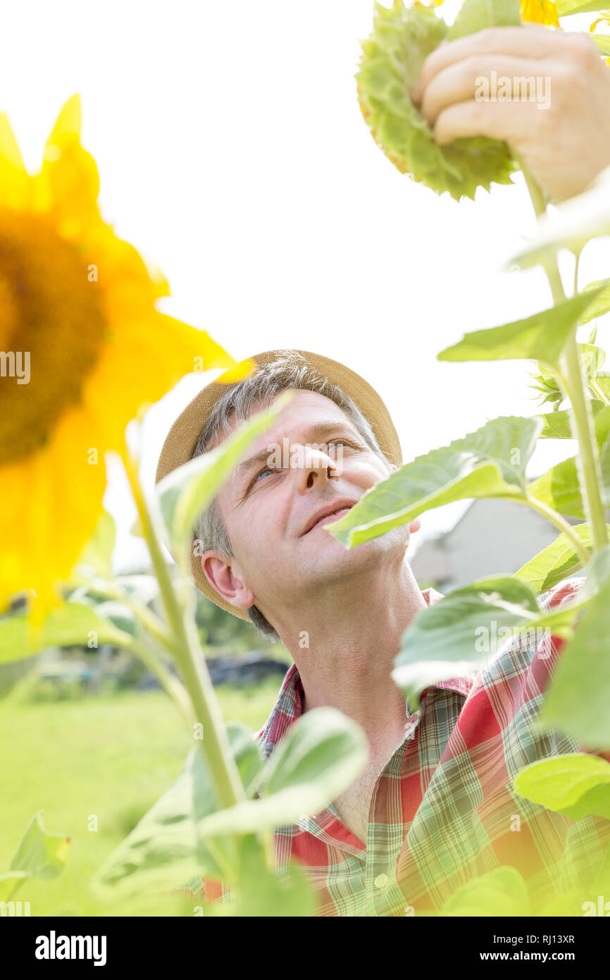 Les cultures de tournesol d'agriculteur à maturité au niveau de l'exploitation Banque D'Images