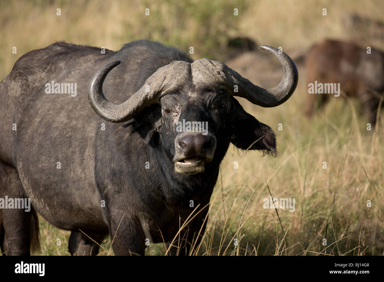 Buffle africain, Close up d'un grand homme, debout dans les pâturages, Syncerus caffer, Masai Mara National Reserve, Kenya Banque D'Images