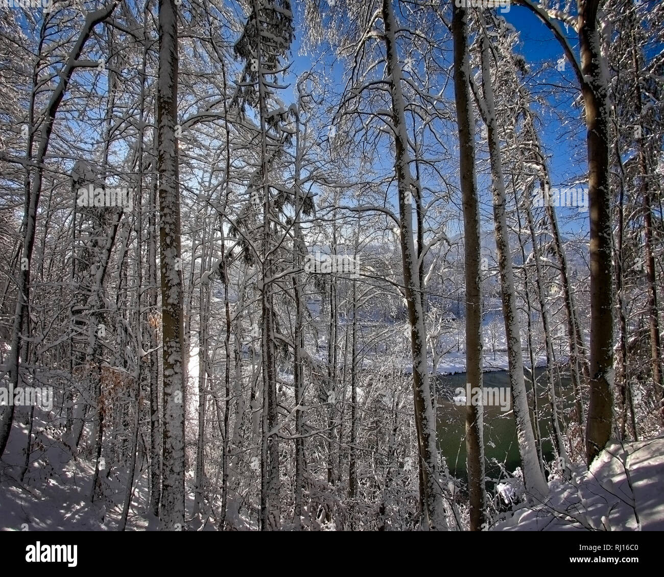 DE - BAVARIA : forêts d'hiver le long de la rivière Isar, à Bad Toelz (image HDR) Banque D'Images