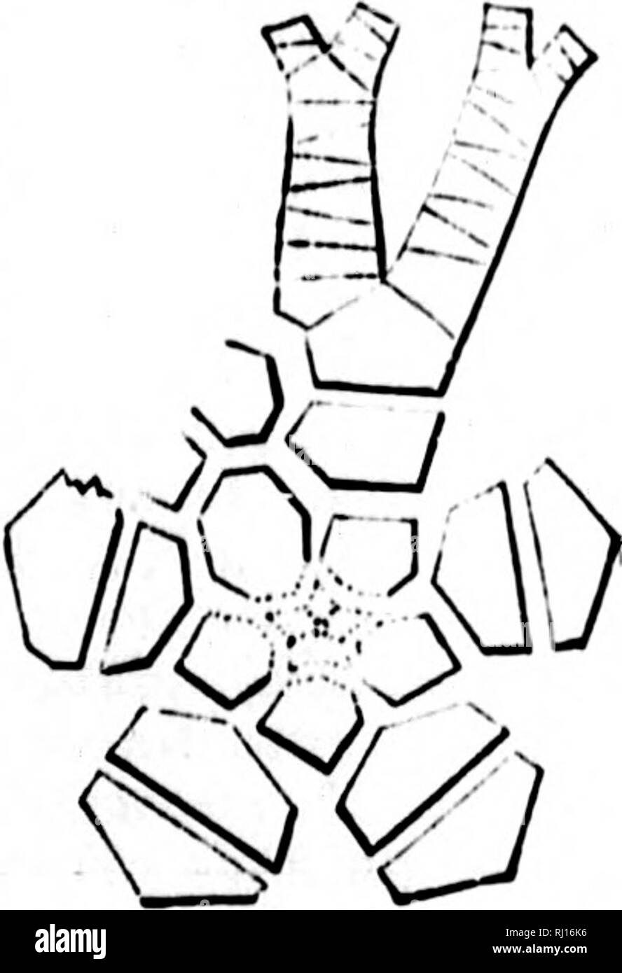 . La géologie et la paléontologie de l'Amérique du Nord pour l'utilisation d'amateurs, les étudiants et les scientifiques [microform]. La paléontologie, la paléontologie, la géologie, paléontologie ; paléontologie ; Géologie. Fio. ZeacrtnuH HpliiulifernN 446.-saccule. var. concinnus, Blanc, IWIJ, J'roc. Bost. Soc. Nat. Hist., tome 9, p. 12, Bur- lington Gr. scobina. Meek &AMP ; Worthen, 1869, Proc. Acad. Nat. Sci. Phil., p. 149, et (IEO. Sur. Iii, 5, p. 426, Burlington Gr. scoparius. Hall, 1861, Desc. Nouveau Crin., y. 6, et de jour. Bost, Soc. Nat. Hist., vol 7, p. * W5, Burling- tonne Gr. serratus. Meek &AMP ; Worthen, 1861, Proc. Acad Banque D'Images