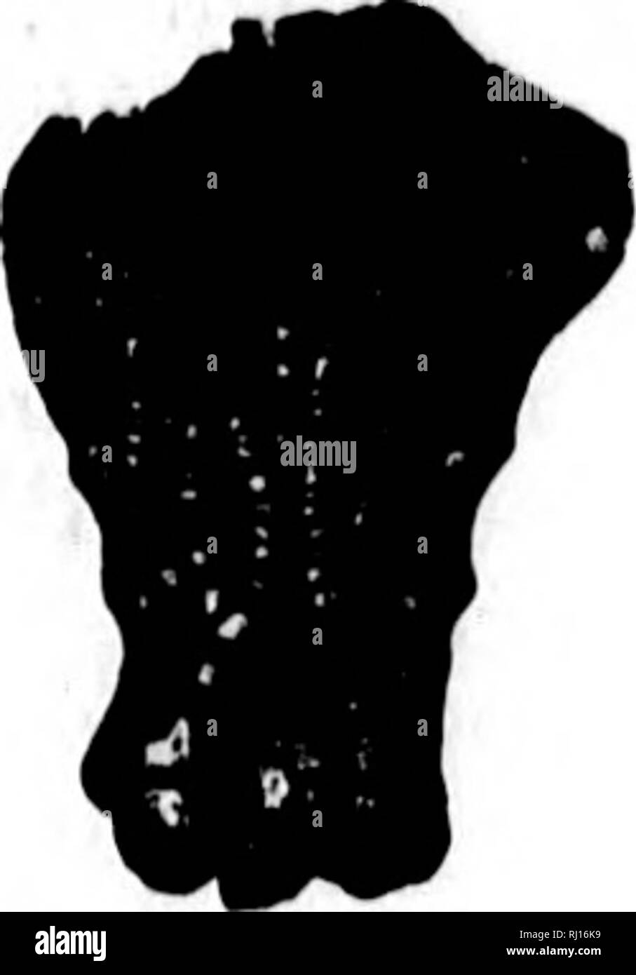 . La géologie et la paléontologie de l'Amérique du Nord pour l'utilisation d'amateurs, les étudiants et les scientifiques [microform]. La paléontologie, la paléontologie, la géologie, paléontologie ; paléontologie ; Géologie. Fio. ZeacrtnuH HpliiulifernN 446.-saccule. var. concinnus, Blanc, IWIJ, J'roc. Bost. Soc. Nat. Hist., tome 9, p. 12, Bur- lington Gr. scobina. Meek &AMP ; Worthen, 1869, Proc. Acad. Nat. Sci. Phil., p. 149, et (IEO. Sur. Iii, 5, p. 426, Burlington Gr. scoparius. Hall, 1861, Desc. Nouveau Crin., y. 6, et de jour. Bost, Soc. Nat. Hist., vol 7, p. * W5, Burling- tonne Gr. serratus. Meek &AMP ; Worthen, 1861, Proc. Acad Banque D'Images