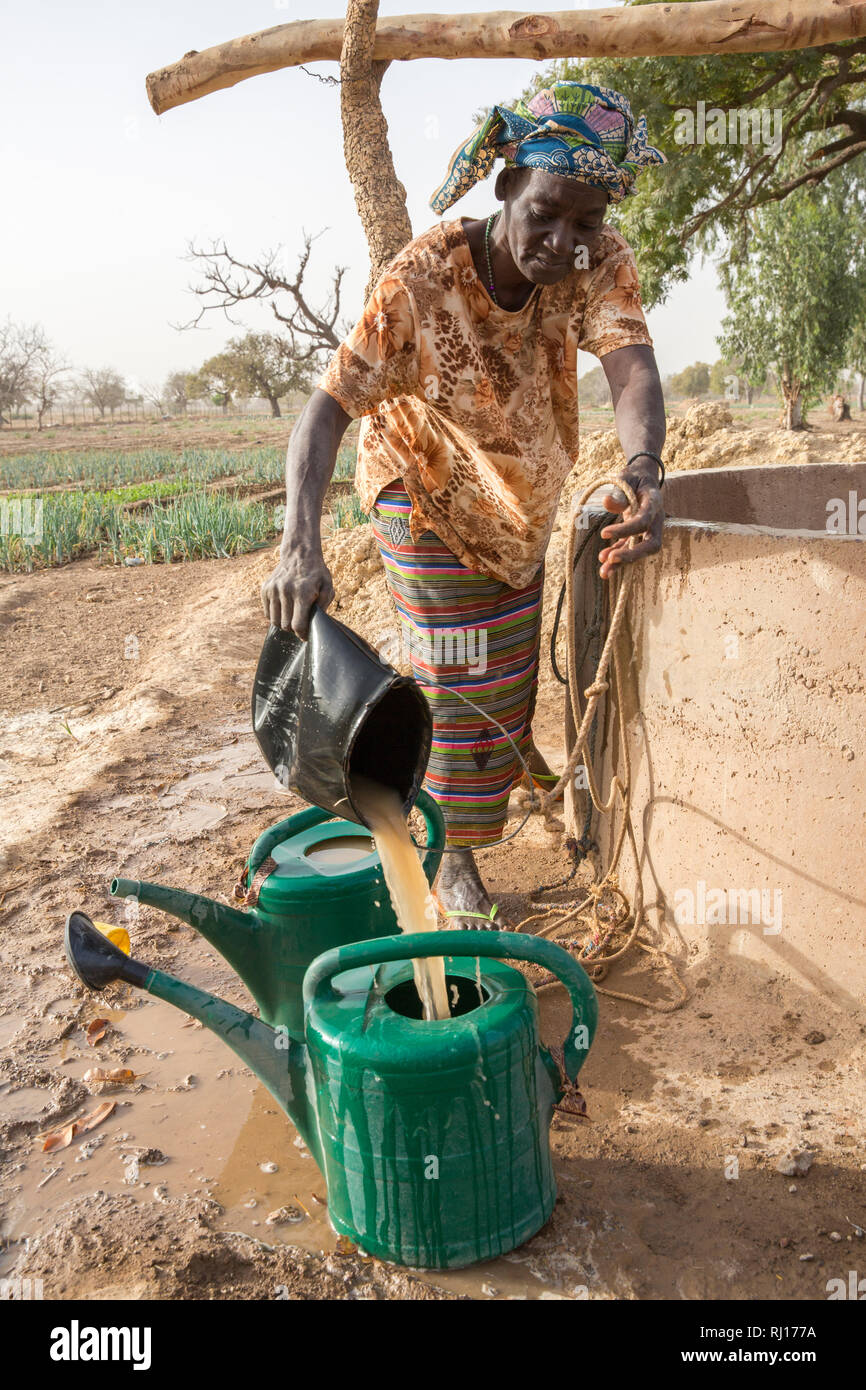 La-toden village, province de Yako, Burkina Faso. Une femme remplit son arrosoir à l'eau ses oignons dans son village market garden. Banque D'Images