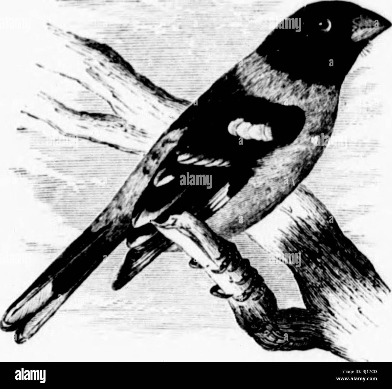 Un Manuel Populaire De L Ornithologie De L Est De L Amerique Du Nord Microforme Les