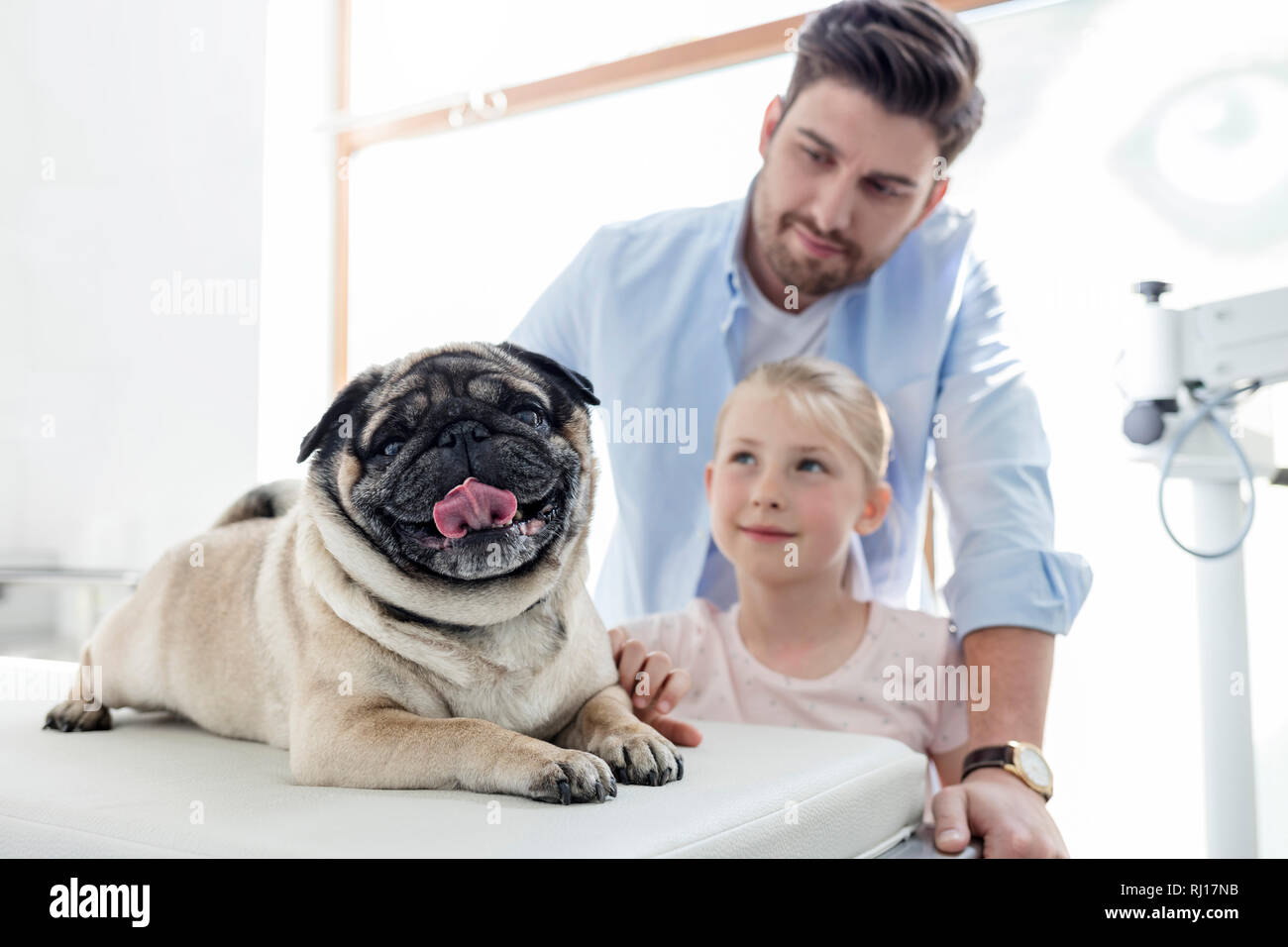 En regardant les propriétaires sur pug lit dans une clinique vétérinaire Banque D'Images