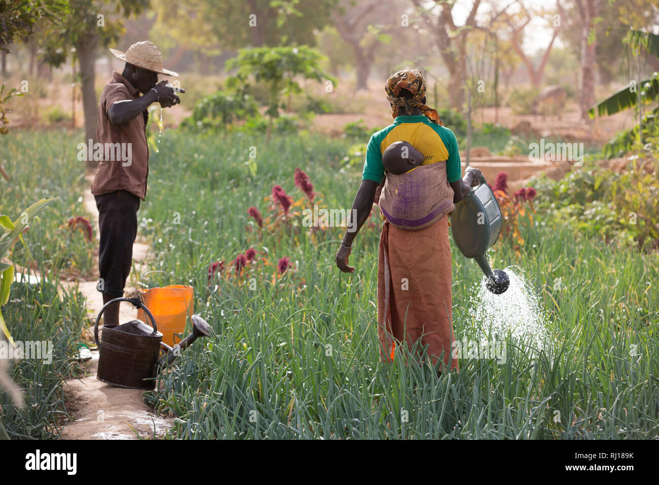 Village de samba, Province de Yako, Burkina Faso ; Awa Sondo et son mari, les membres du marché, à l'arrosage de jardin leur récolte de l'oignon et à l'entretien de leur parcelle. Banque D'Images