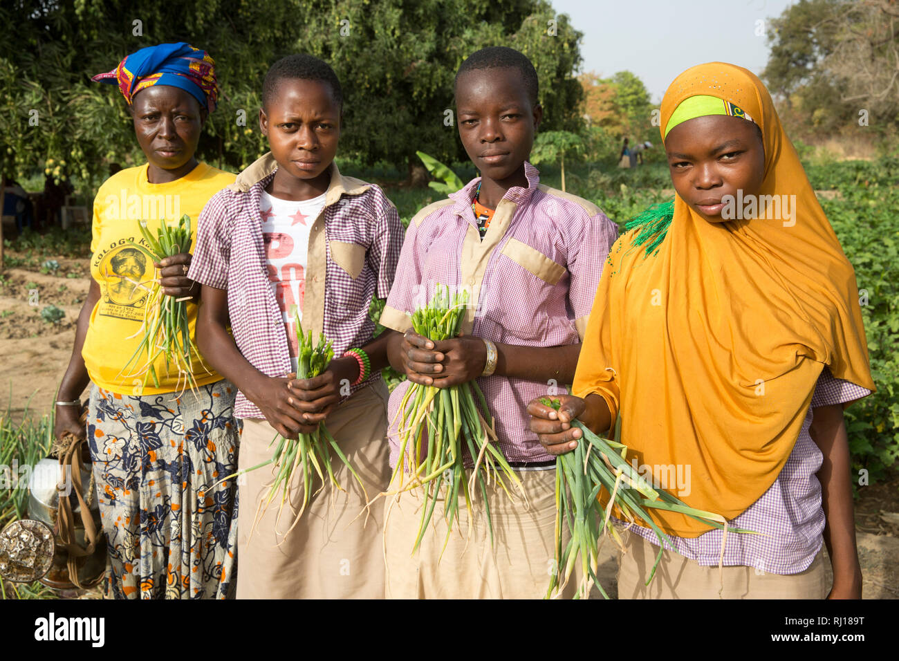 Village de samba, Province de Yako, Burkina Faso ; filles tops oignon préparation sur un terrain. Les membres de l'arrosage et jardin du marché qui cultivent leurs parcelles. Banque D'Images