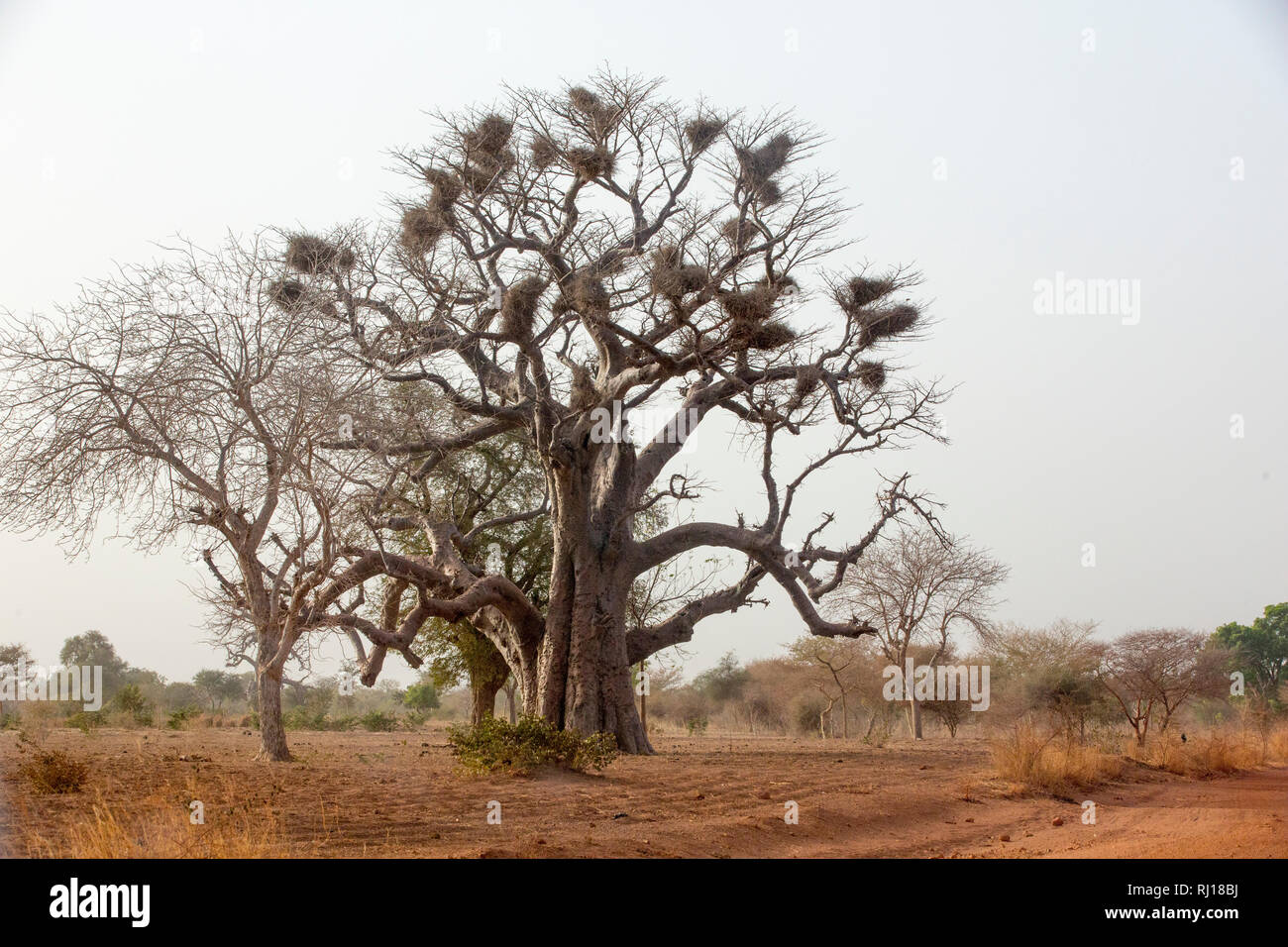 Province de Yako, Burkina Faso ; un baobab avec nids d'oiseau sur la route de Yako town à Samba. Banque D'Images