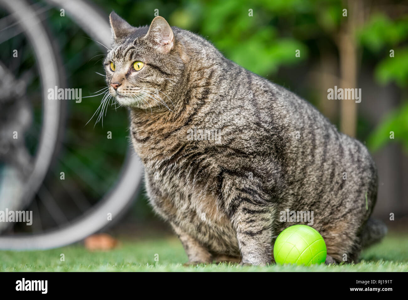 Un gros chat dans un jardin Banque D'Images