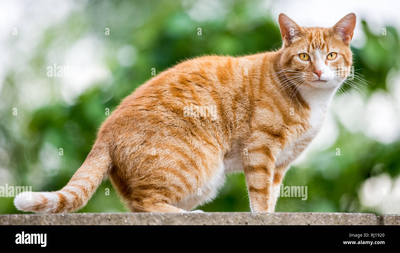 Le gingembre cat regardant la caméra Banque D'Images