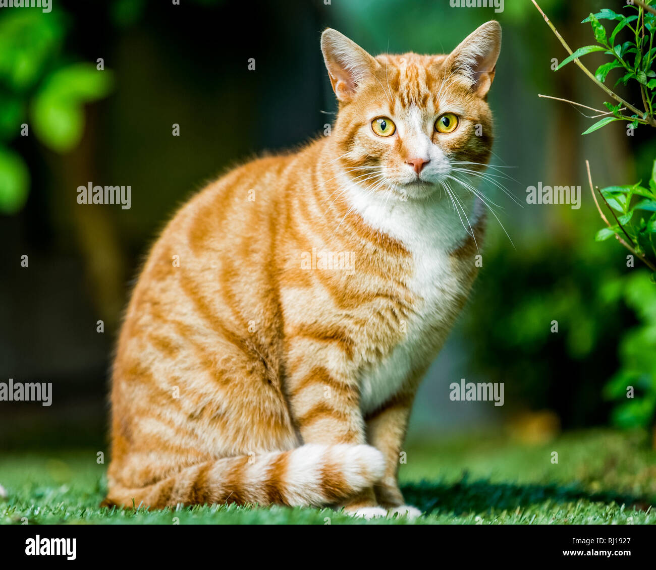 Le gingembre cat regardant la caméra Banque D'Images