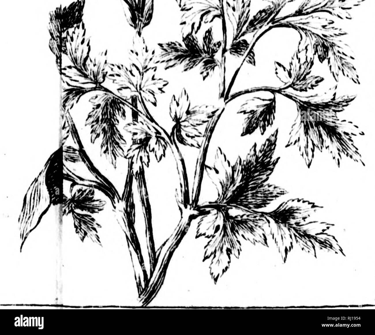 . Histoire et description générale de la Nouvelle France [microforme] : avec le journal historique d'un voyage fait par ordre du roi dans l'Amérique septentrionnale. Botanique ; botanique. lERÎQlTE jui cft ter milice c en petits bou- t, font place i &AMP ;. Veuillez noter que ces images sont extraites de la page numérisée des images qui peuvent avoir été retouchées numériquement pour plus de lisibilité - coloration et l'aspect de ces illustrations ne peut pas parfaitement ressembler à l'œuvre originale.. Charlevoix, Pierre-François-Xavier de, 1682-1761. A Paris : Chez Rollin Fils, Libraire . .. Banque D'Images