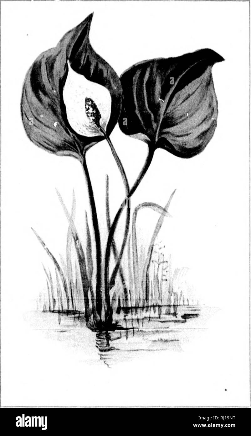 . Fleurs sauvages du Canada [microforme]. Fleurs sauvages ; fleurs ; botanique ; Fleurs sauvages ; Fleurs ; Botanique. - 241 - LA DENT DE CHIEN VIOLET. ERVTHDONIUM AMERICANUM. Mai. '"^. - 242 - Arum d'eau. CtLLA PALU8TRIS. Juin.. Veuillez noter que ces images sont extraites de la page numérisée des images qui peuvent avoir été retouchées numériquement pour plus de lisibilité - coloration et l'aspect de ces illustrations ne peut pas parfaitement ressembler à l'œuvre originale.. Iles, George, 1852-1942. Montréal : Montréal Star Banque D'Images