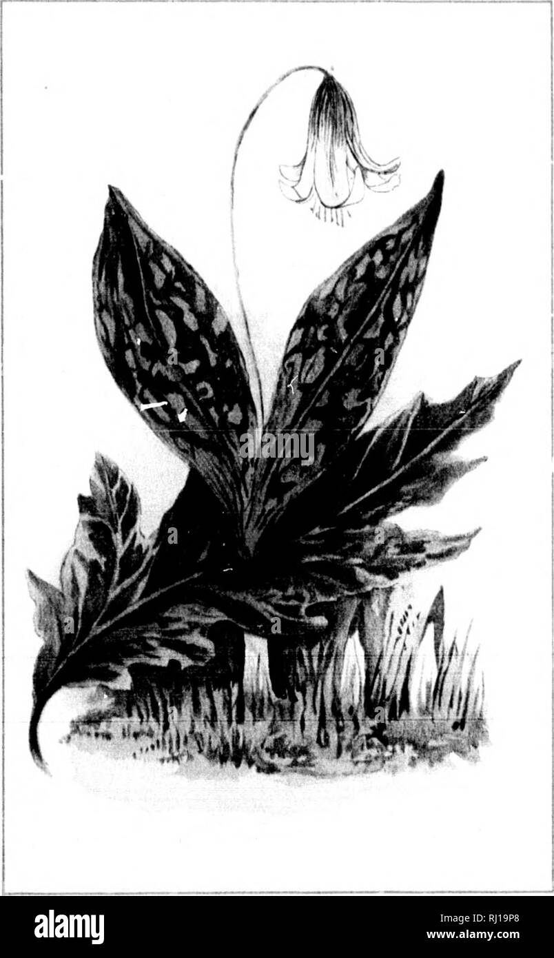 . Fleurs sauvages du Canada [microforme]. Fleurs sauvages ; fleurs ; botanique ; Fleurs sauvages ; Fleurs ; Botanique. - 241 - LA DENT DE CHIEN VIOLET. ERVTHDONIUM AMERICANUM. Mai. '"^. Veuillez noter que ces images sont extraites de la page numérisée des images qui peuvent avoir été retouchées numériquement pour plus de lisibilité - coloration et l'aspect de ces illustrations ne peut pas parfaitement ressembler à l'œuvre originale.. Iles, George, 1852-1942. Montréal : Montréal Star Banque D'Images
