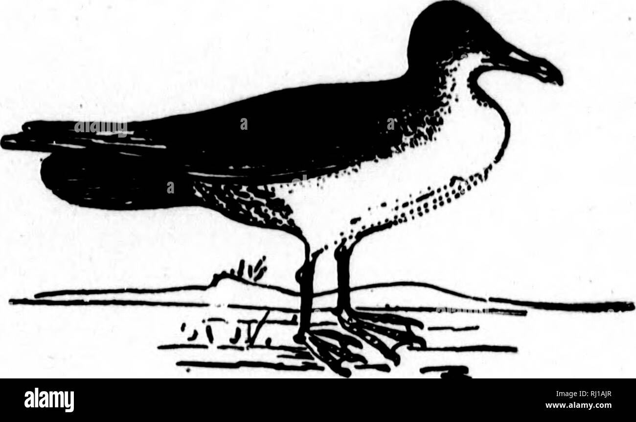 . Les nids et les œufs des oiseaux de l'Amérique du Nord [microforme]. L'ornithologie, les oiseaux, ornithologie, Oiseaux. Division de l'AMÉRIQUE DU NORD8. 25 Le Skua Qull pourrait bien être appelé le pirate à plumes de la mer. Il ne fait pas se rassembler en troupeaux ; deux ou plusieurs paires sont rarement vus ensemble. Il est remarquable par son courage et l'audace, d'attaquer et harceler les goélands, les obligeant à restituer les poissons qu'ils ont avalé. Dans l'île de Unst, et aussi le plus Foula, em- nord du groupe des îles Shetland, il est constaté la reproduction. L'oiseau a été donné une place dans la faune d'Amérique du Nord sur le sol de ses occupants occasionnels Banque D'Images