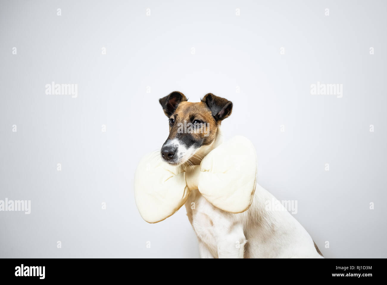 Bon fox terrier puppy toy avec nœud papillon assis en arrière-plan studio isolé. Portrait de jeune chien avec papillon à poser en blanc studio bac Banque D'Images