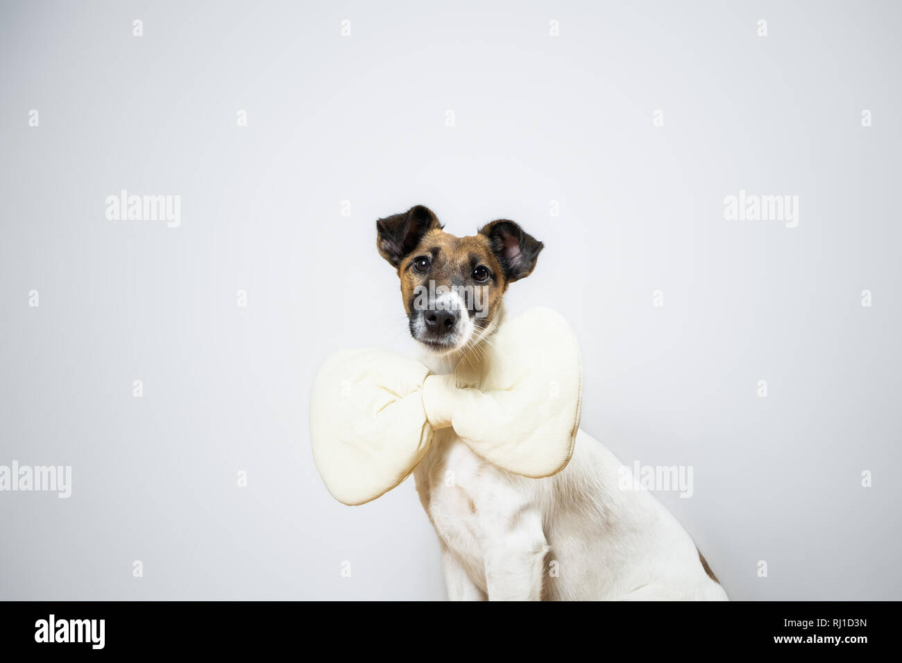 Bon fox terrier puppy toy avec nœud papillon assis en arrière-plan studio  isolé. Portrait de jeune chien avec papillon à poser en blanc studio bac  Photo Stock - Alamy