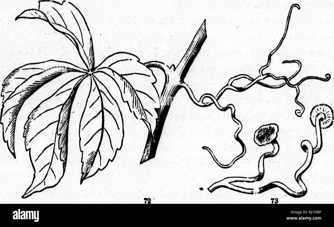 . Comment les plantes poussent [microforme] : une introduction de botanique : structurels avec une flore populaire, ou un arrangement et description des plantes communes, à la fois sauvage et cultivée : illustrée par 500 gravures sur bois. Botanique ; Botanique. S8 COMMENT LES PLANTES POUSSER. succursale, mais diminuer dans une épine. ^ aiguillons comme celles sur les tiges de roses 'et Bramble ; ?, ne doivent pas bu confondu avec des épines. Ce sont des excroissances de l'écorce (comme les poils ou soies, seulement), plus robustes et décollez avec elle ; tandis que les épines sont connectés avec le bois. 95. Vrilles, tels que ceux de l'Grape-Vine, Vigne (Fig. 72), un Banque D'Images