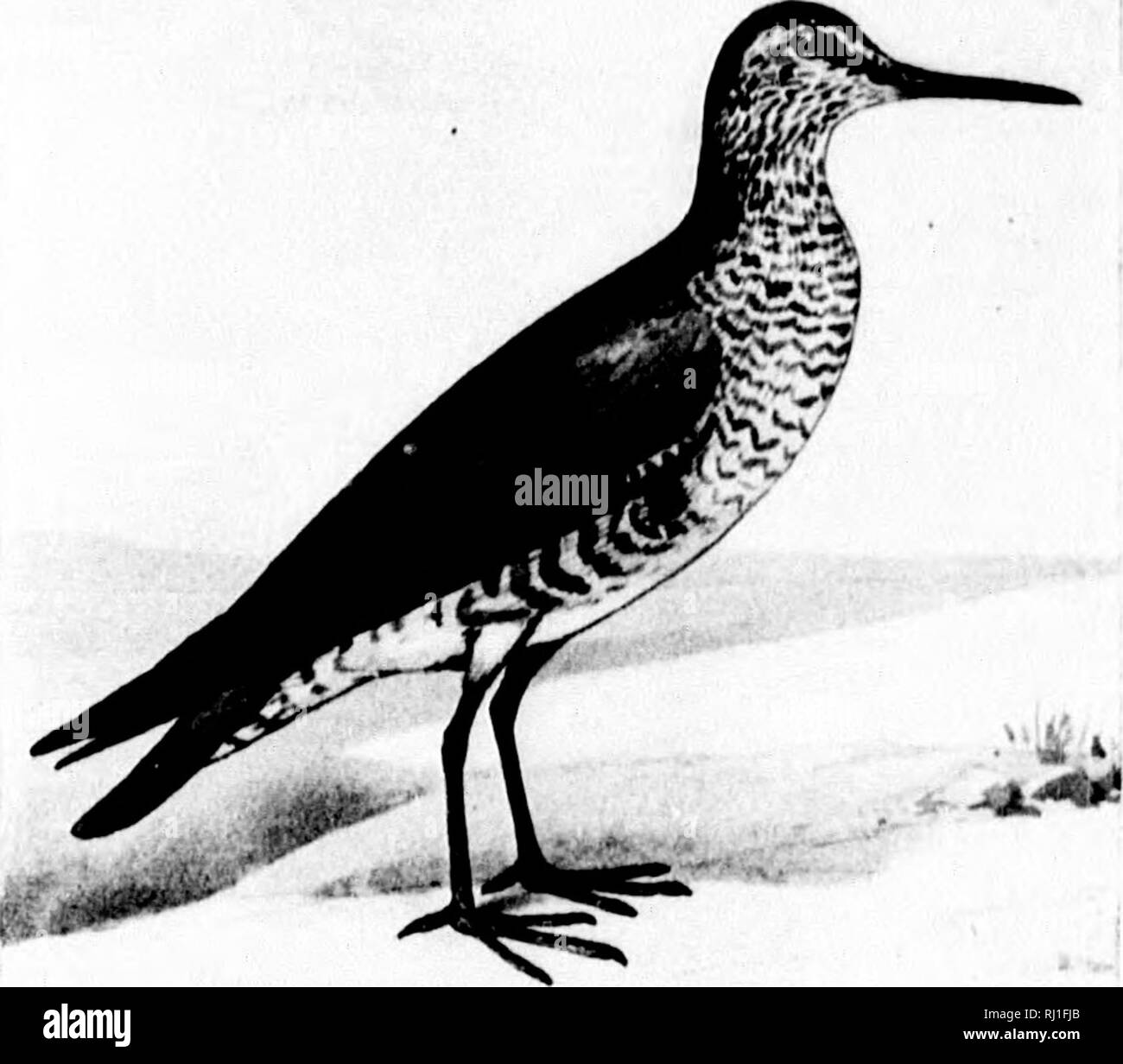 . Comment connaître la rive oiseaux (limicoles) d'Amérique du Nord (au sud du Groenland et l'Alaska) [microforme] : toutes les espèces qui sont regroupées en fonction de la taille et de la couleur. Les oiseaux sauvages, oiseaux. SIMHtl". llll.'DS Ml' NOI.'AMKItK SYMPHRMIA Tir A. 61 SEMIPALnATA INORNATA /,"/,"./ Western Willet. &Lt;i"'ii|m'|- | iiirt&Lt ; .dans' pMli-r pas si iiiiil lii'.j'ily iii;irKt'i| Willi liliick ; étain- lin-si-'l iisimlly iiiurt "hows' ItiitV cnlur. Dans wiiitcr pliiin.'i ; :"'il ri'-i'inlp|f : hill.-J-.td en 2.S(i. ( Iiiiiinii tlirouu•'(:Li(tiil'Wcslci Anifiirii N'Dii itli : cxIciMlini : c'lsl à Mississi|i|"i Banque D'Images