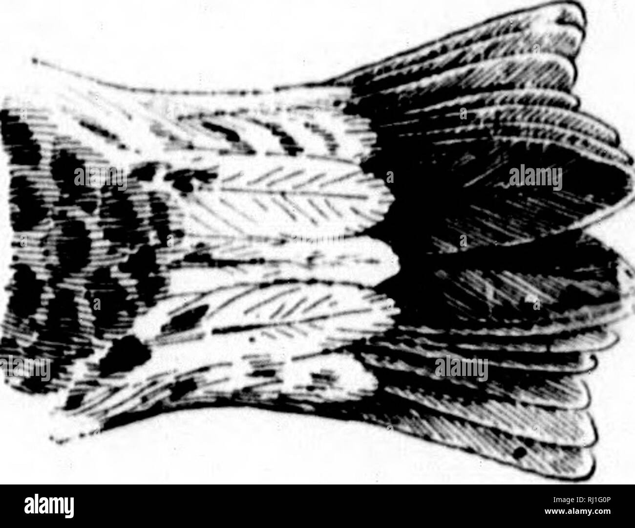 . Comment connaître la rive oiseaux (limicoles) d'Amérique du Nord (au sud du Groenland et l'Alaska) [microforme] : toutes les espèces qui sont regroupées en fonction de la taille et de la couleur. Les oiseaux sauvages, oiseaux. Tectrices sus-caudales, wliite ; inmi wi li- nt |irini;iri&Lt ;'" iioi spccl." •il. 'I'tiii'.' : ! rii-i'ii'iilli-.. TrIliKit clriilllr--RII. White Butte de Sandpiper. «Rrhniii fiisn'collix. S pjlfje Hi. . Veuillez noter que ces images sont extraites de la page numérisée des images qui peuvent avoir été retouchées numériquement pour plus de lisibilité - coloration et l'aspect de ces illustrations ne peut pas parfaitement ressembler à l'œuvre originale.. Banque D'Images