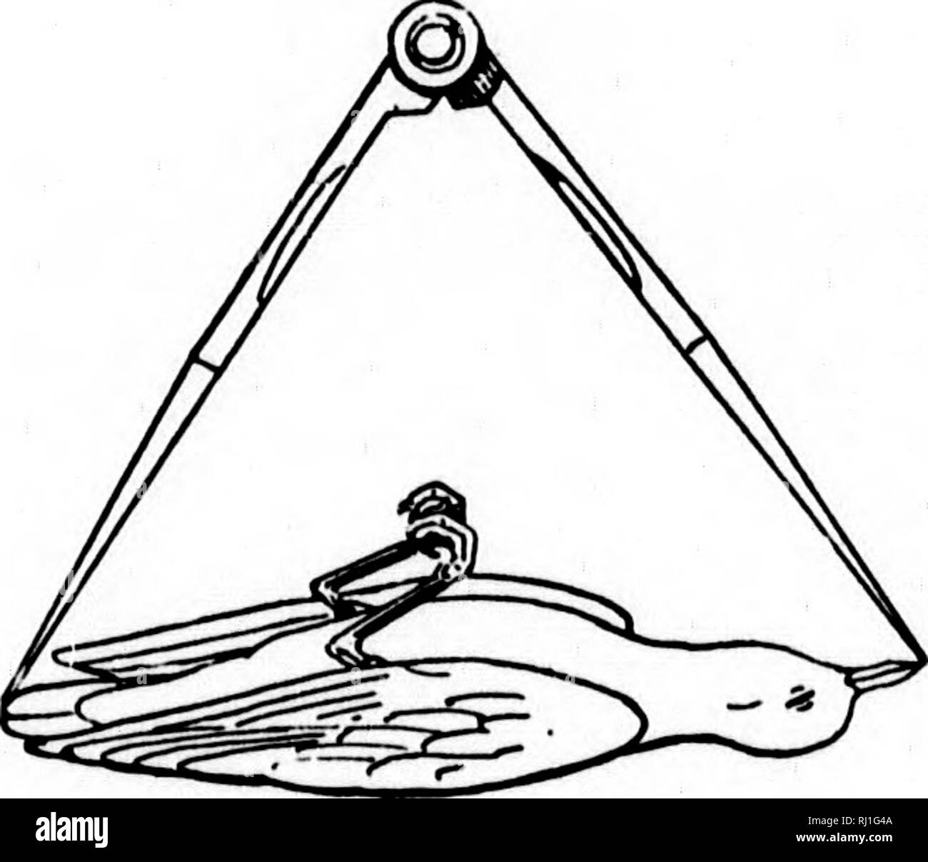 Comment Connaitre La Rive Oiseaux Limicoles D Amerique Du