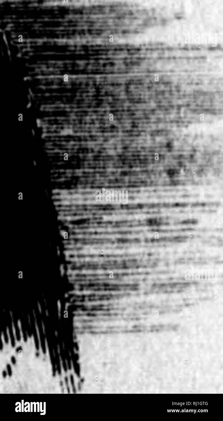 A C Ments De Buffon Microforme Les Races Humaines Et Mammifa Res Sciences Naturelles Oiseaux Histoire Naturelle Les Oiseaux Des Oiseaux J Nttnitvvnw Mr Je Ams Sur L U I P Ttrtji