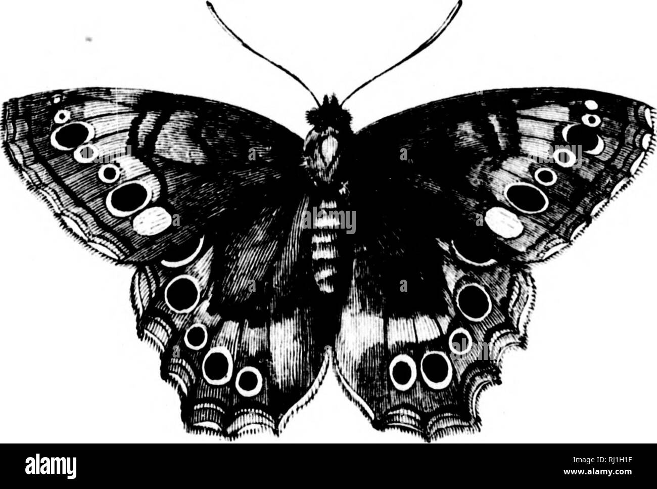 . Le Naturaliste canadien [microforme] : une série de conversations sur l'histoire naturelle du Bas Canada. Histoire naturelle ; sciences naturelles. »» TffStf ^j '* m n" !. :' ' 246 L'NATUllALIST. i. t:t^' j ' mauvais h u l'house-Sparrow. - Ce qui est nouveau, parmi les tribus d'insectes ? C. - Une orange virgule Butterfly f Grapta C. Album ?) a été développé à partir de l'chrysaUs en ma possession, après avoir été en nymphe que sept jours. J'ai vu dans les bois il y a quelques jours, un très beau papillon, qui était nouveau pour moi : j'ai poursuivi, mais il posée sur le tronc d'un arbre, jusqu'à présent, hors de ma portée. Pr Banque D'Images