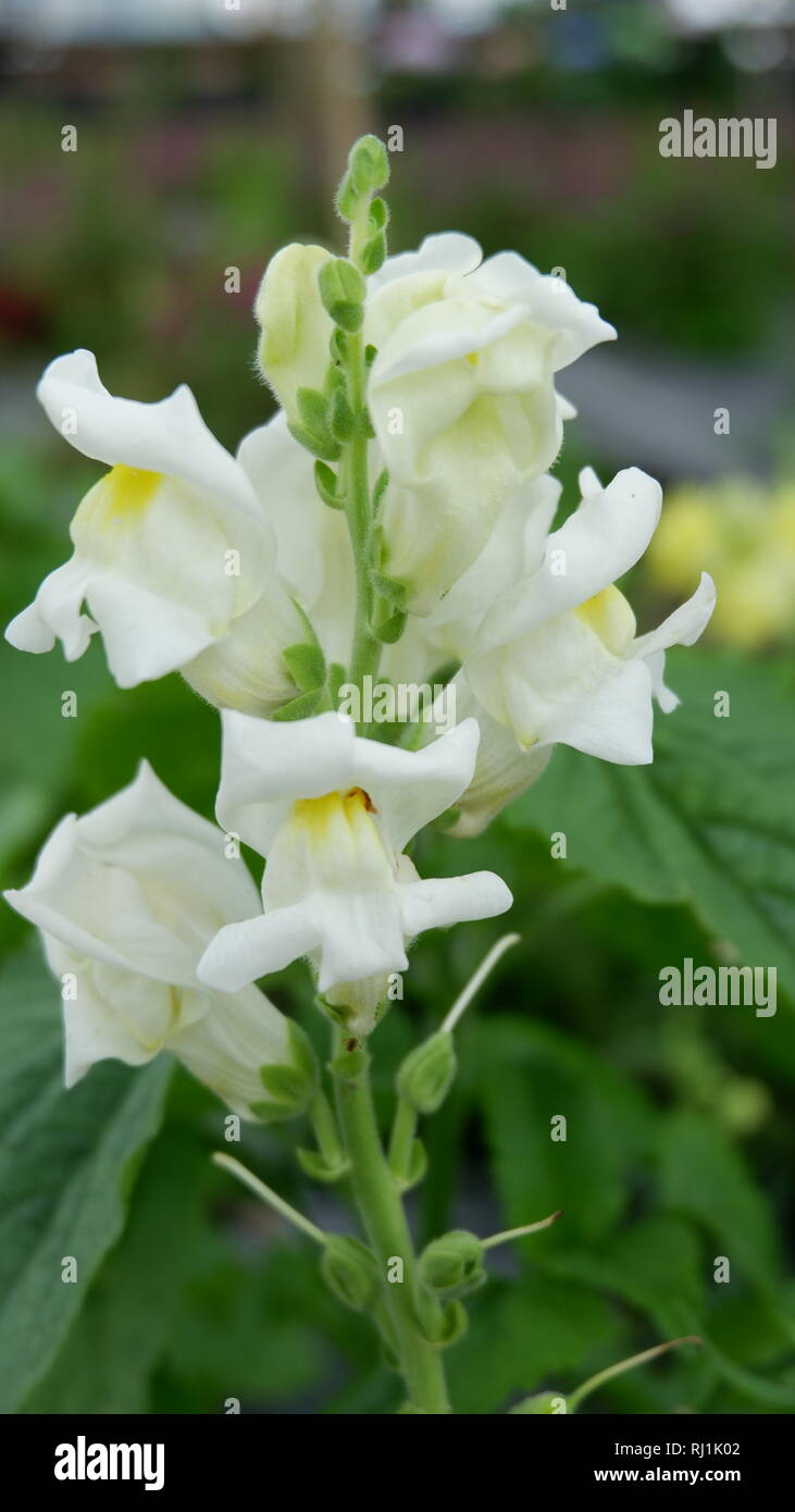 Fleur blanche avec du jaune au milieu Photo Stock - Alamy