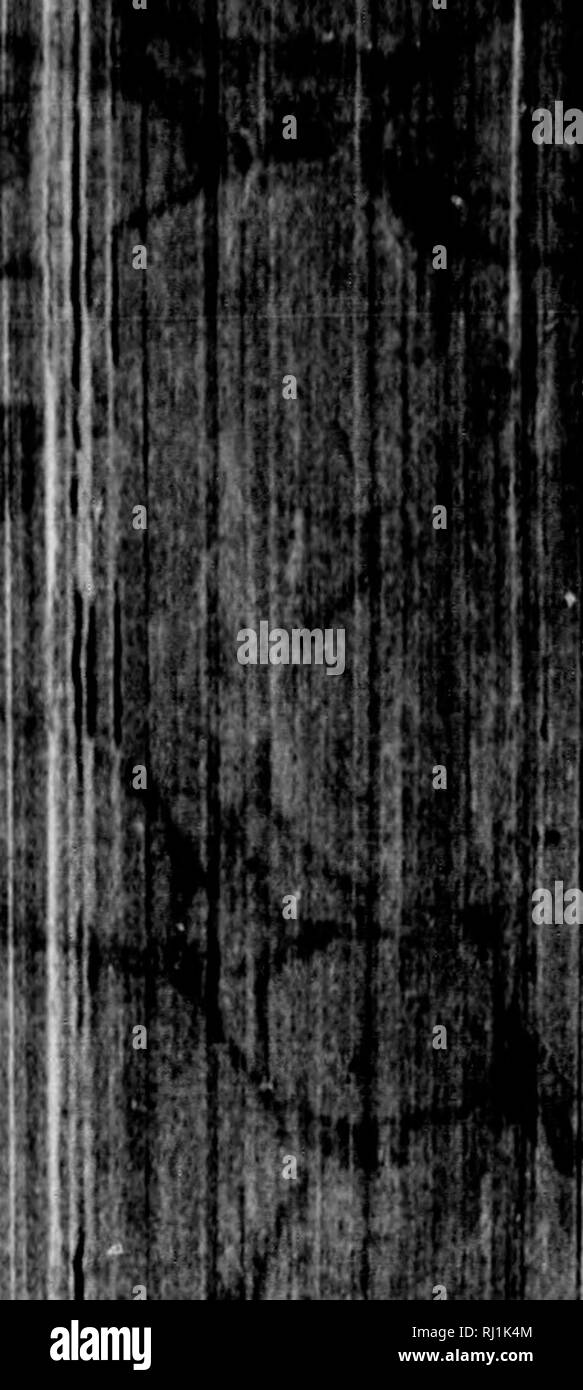 . Récit d'un voyage vers les rivages de la mer polaire, dans les années 1819, 20, 21 et 22 [microform]. Expéditions scientifiques, Expéditions scientifiques. J' ?* ; ; ;, 3 DE LA MER polaire. 359 n'avait pas encore rejoint, lui et le vieil homme ne pouvait rien ajouter à son ex-communication. Le médecin a fait remarquer qu'Terregannocuck avait une grande aversion pour mentionner le nom de l'Copper-Mine River, et qu'il a éludé la question avec beaucoup de dextérité aussi souvent qu'il lui a été posée ; mais qu'il a volontairement déclaré au nom d'un fleuve à l'orient, et aussi de sa tribu. Il a tenté de convaincre Auguste à demeurer w Banque D'Images