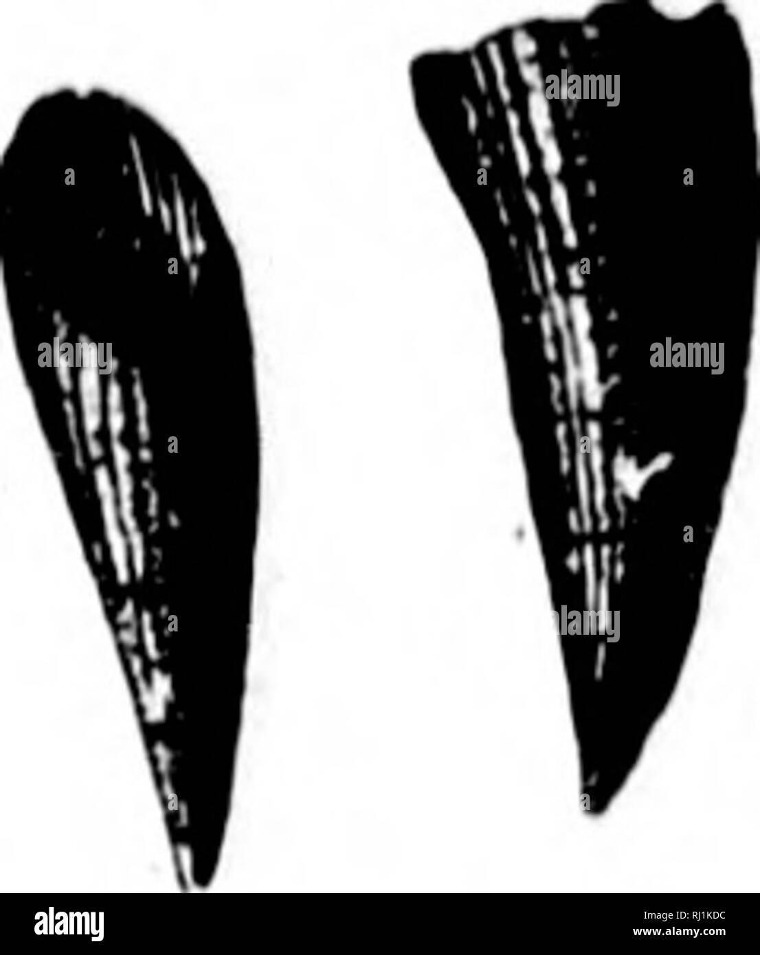 . La géologie et la paléontologie de l'Amérique du Nord pour l'utilisation d'amateurs, les étudiants et les scientifiques [microform]. La paléontologie, la paléontologie, la géologie, paléontologie ; paléontologie ; Géologie. ACA.-loi. Loi. ECHINODERMA TA. 731. Kl(i. J27;t. ''/Iiplirciitlstantilln. /VlfW Hliow lllKCIll,- IIIHlKl,VX,(ltt vue. miiKiilllod llaiiH (TWI)'ters. rt à partir de tilt* Wnr- atnv. instPiul de sapin. Attente. Gr. [, Leiiticiilatn (lold- fiH,l826,(Antho- phylliim leiitic iilatiim- (Pt),'tivf. (Ionn. t. 1, p.-IB, Niapira Vw. ^•(Hfy) ;*/, Hall. Syn. de Z.. dofonnis K x a c 11 y t h c' d Hjinu »&gt;s(' ri p- tion. Iil MATA. Banque D'Images