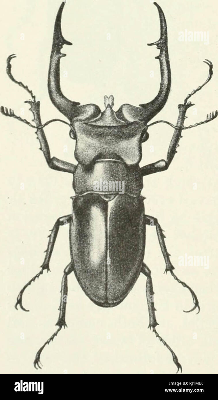 'Indian forest insectes d'importance économique. Coleoptera' (1914) Banque D'Images