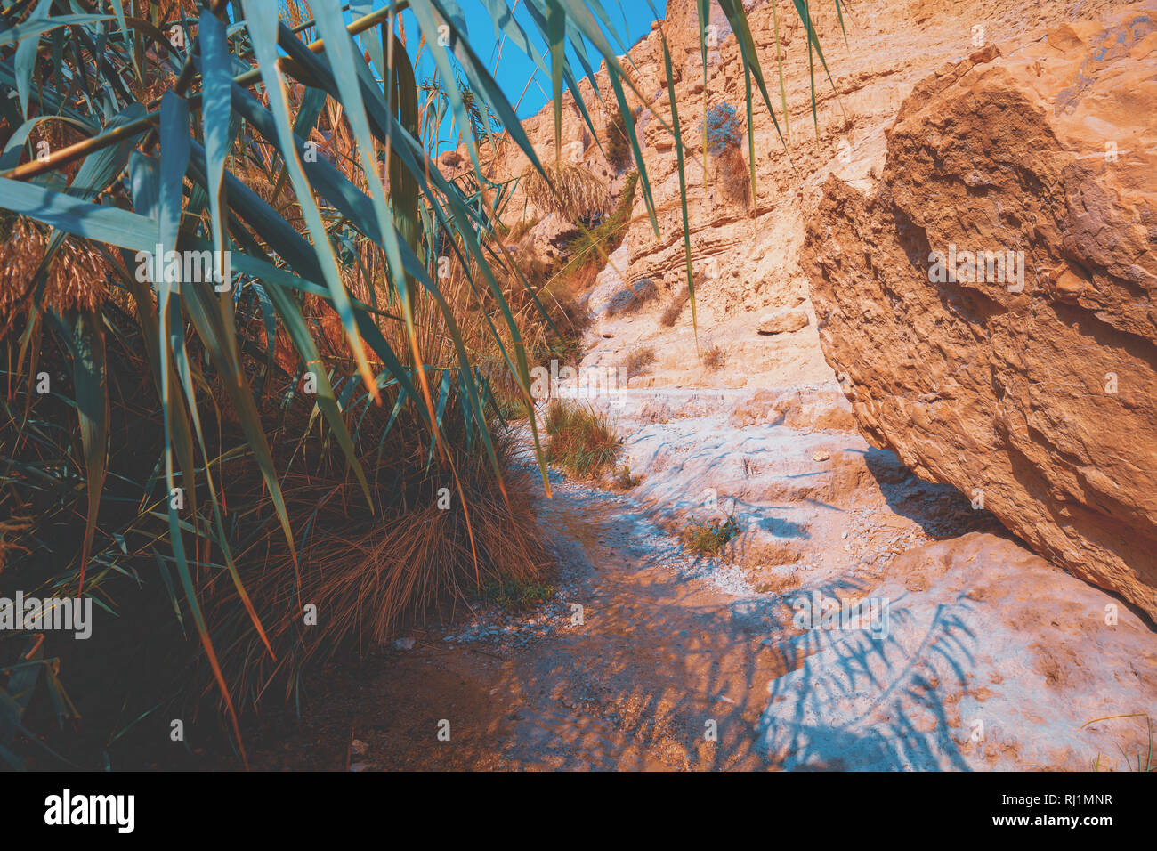 Oasis dans le désert. Bambous contre mont de grès, réserve naturelle d'Ein Gedi. Israël Banque D'Images