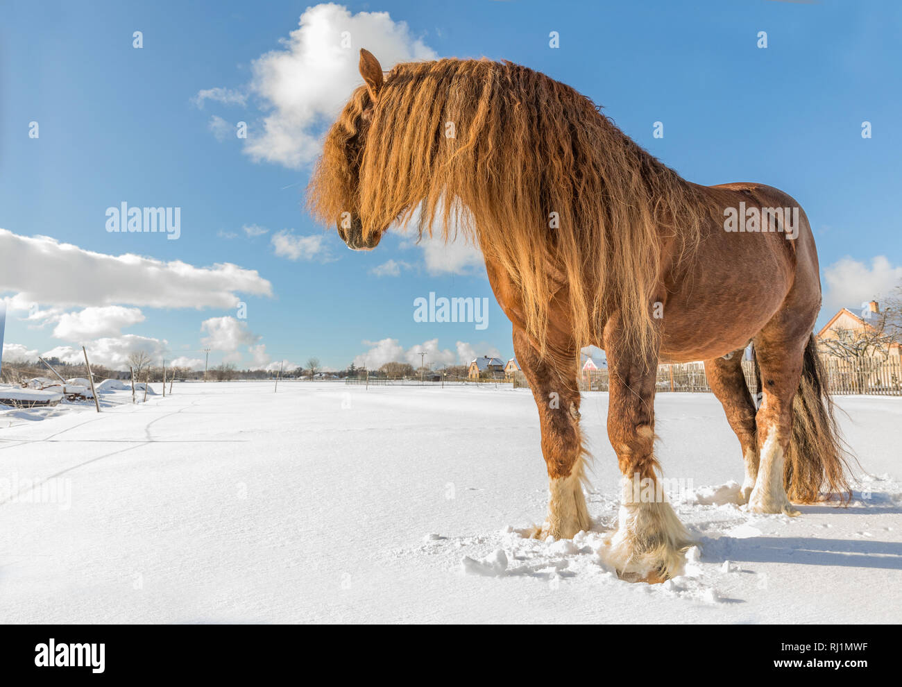 Agar, Ceskomoravska vrchovina cheval belge en journée ensoleillée en hiver. République tchèque Banque D'Images