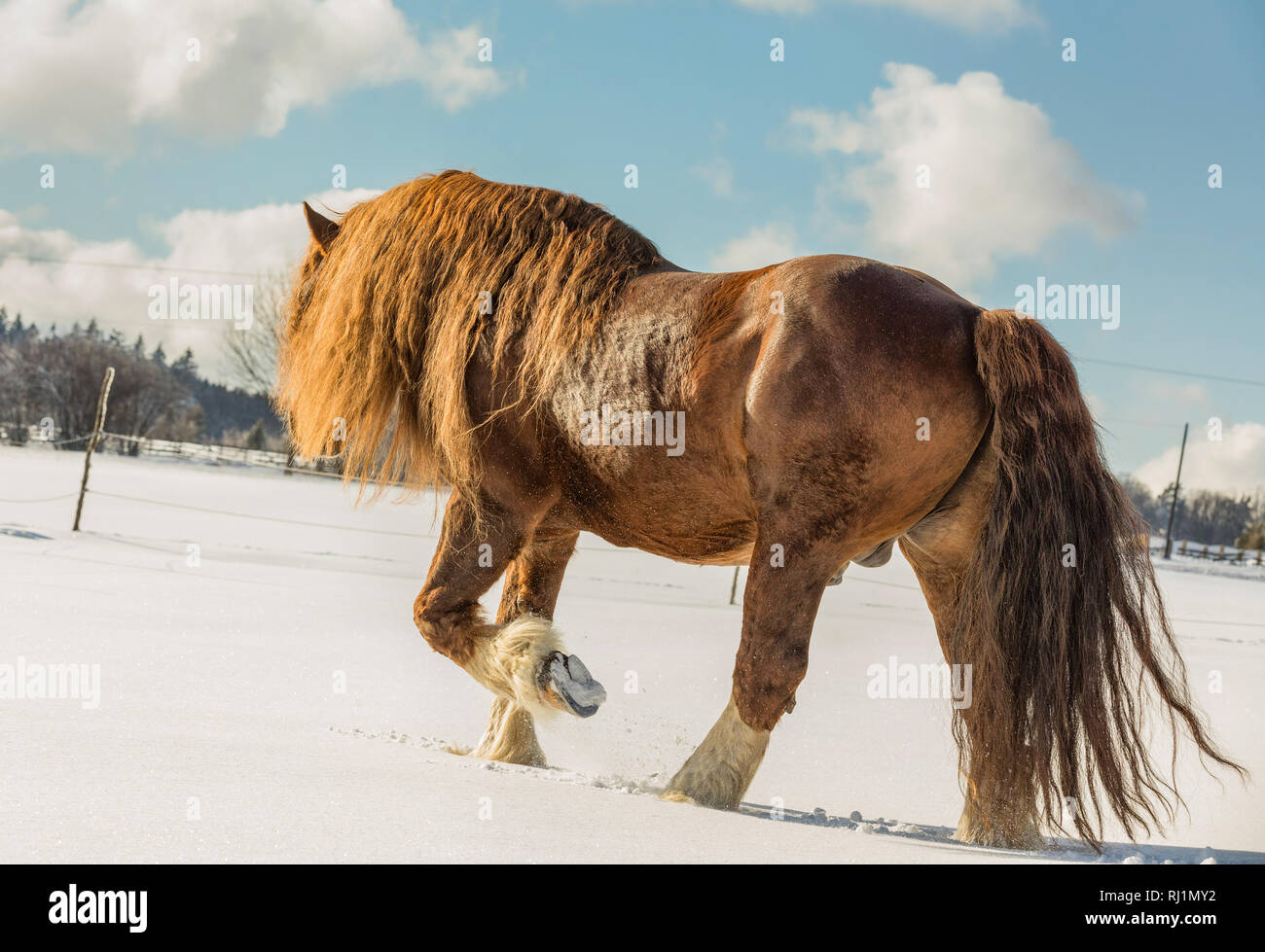 Portrait de l'Agar, Ceskomoravska vrchovina cheval belge en journée ensoleillée en hiver. cheval en hiver. République tchèque Banque D'Images