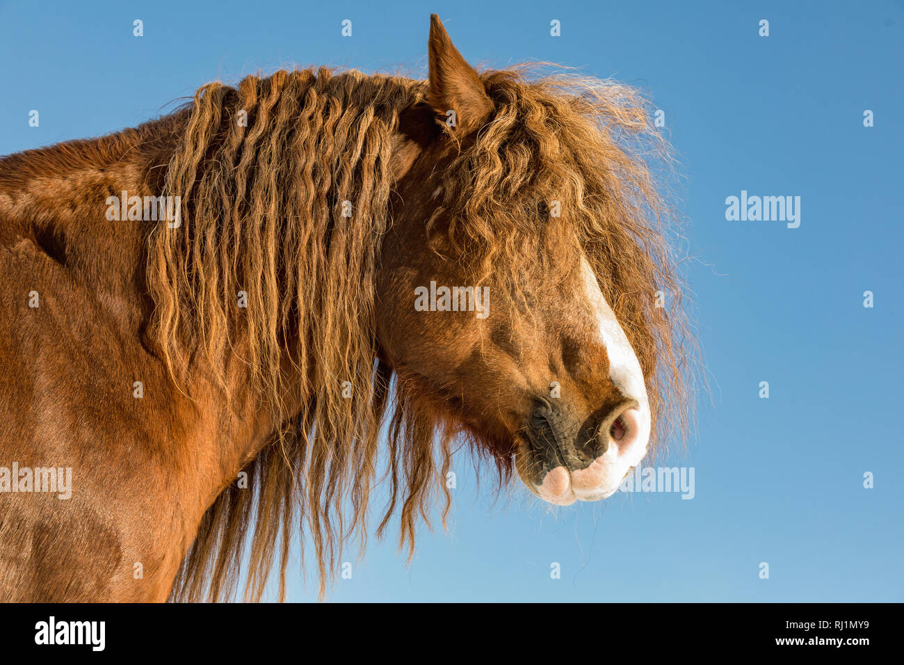 Portrait de l'Agar, cheval belge de Bohême en journée ensoleillée. République tchèque Banque D'Images