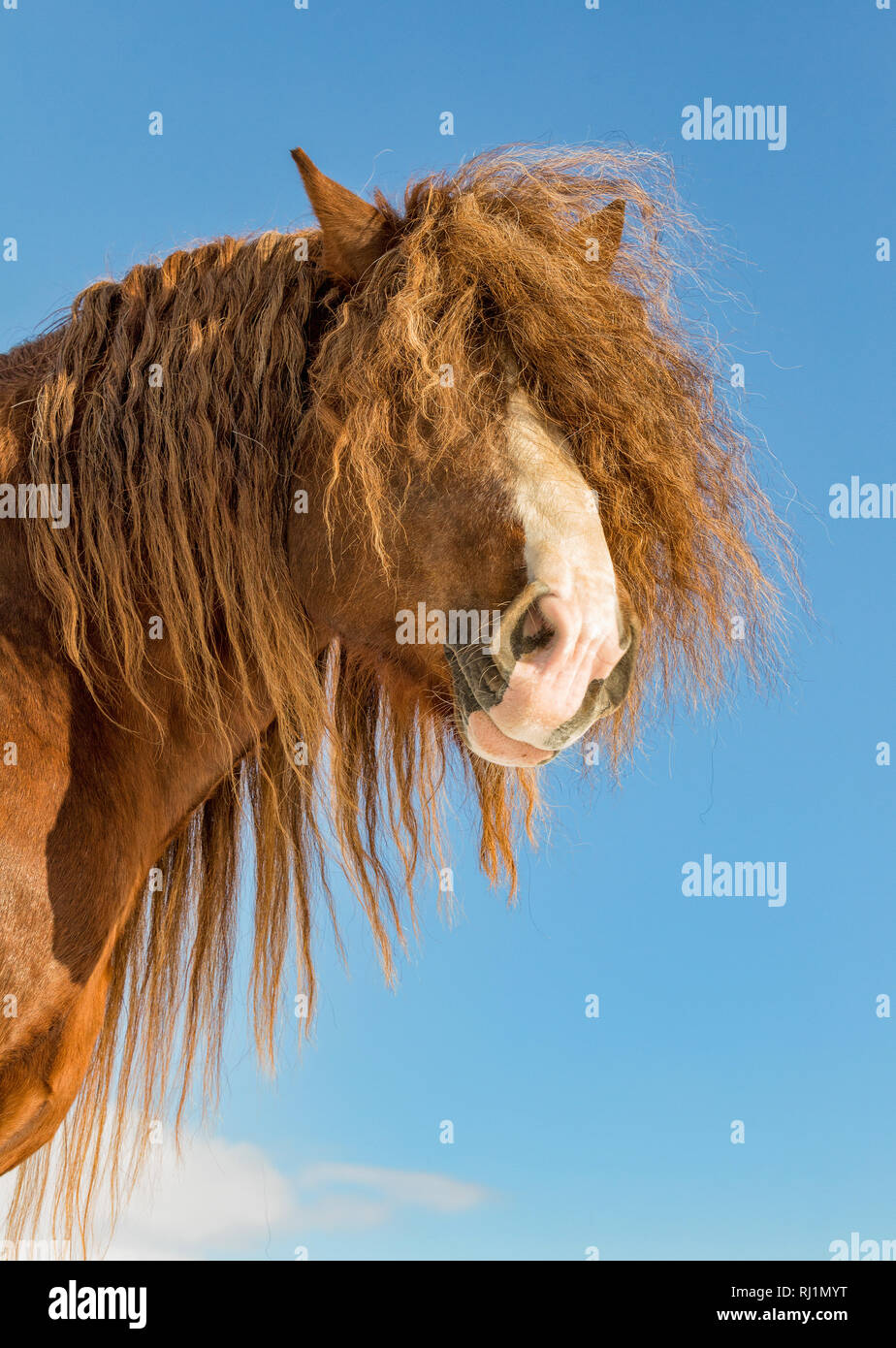 Portrait de l'Agar, cheval belge de Bohême en journée ensoleillée. République tchèque Banque D'Images