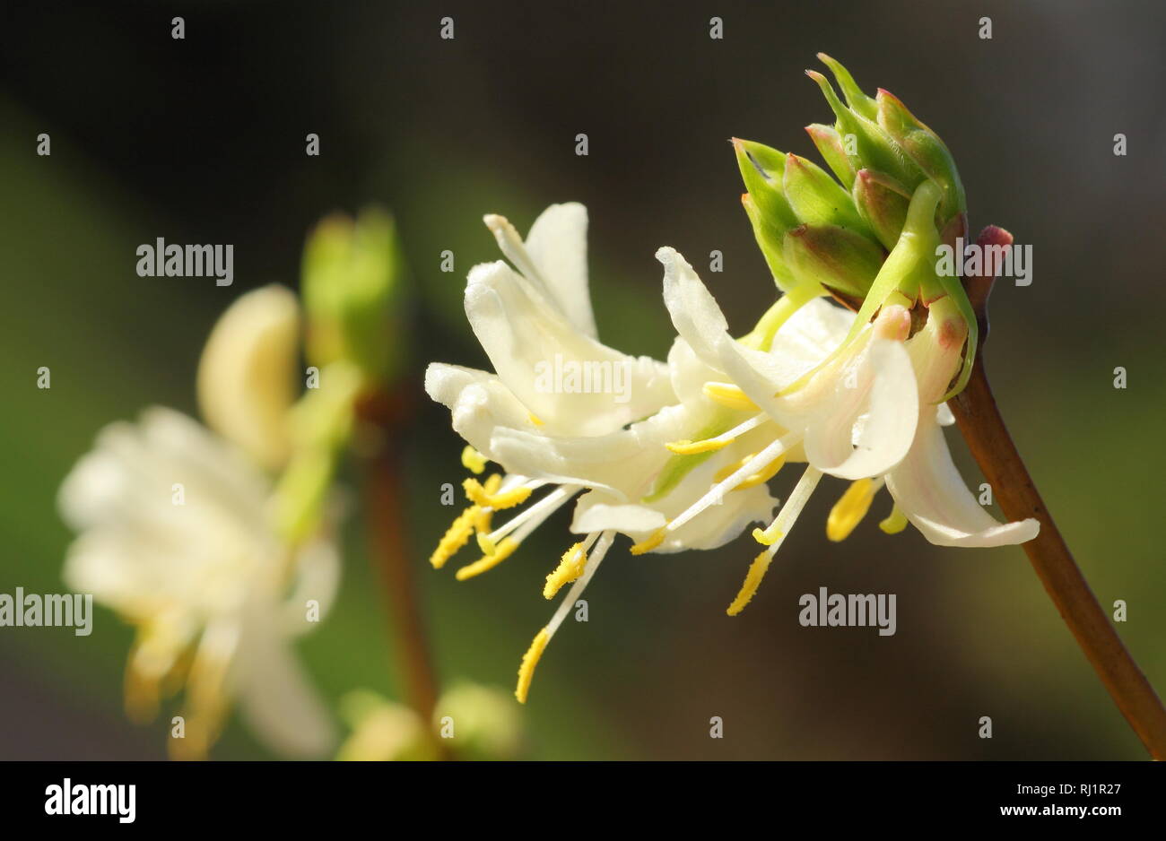 Lonicera x purpusii 'Winter Beauty'. Fleurs parfumées de chèvrefeuille d'hiver 'Winter Beauty' en décembre, UK Banque D'Images