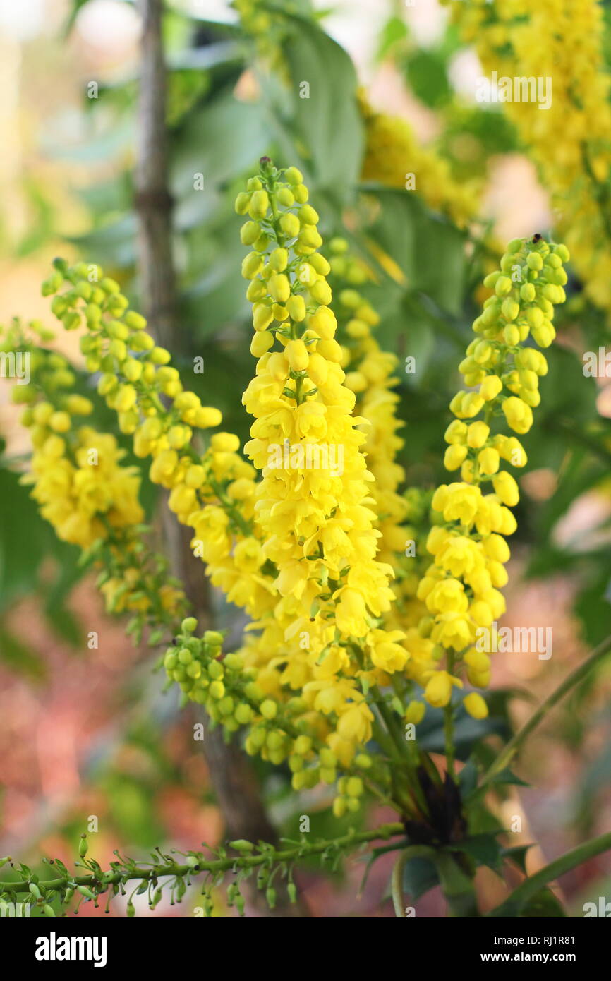 Mahonia x media 'en cours' en fleur dans un jardin d'hiver - Décembre, UK Banque D'Images