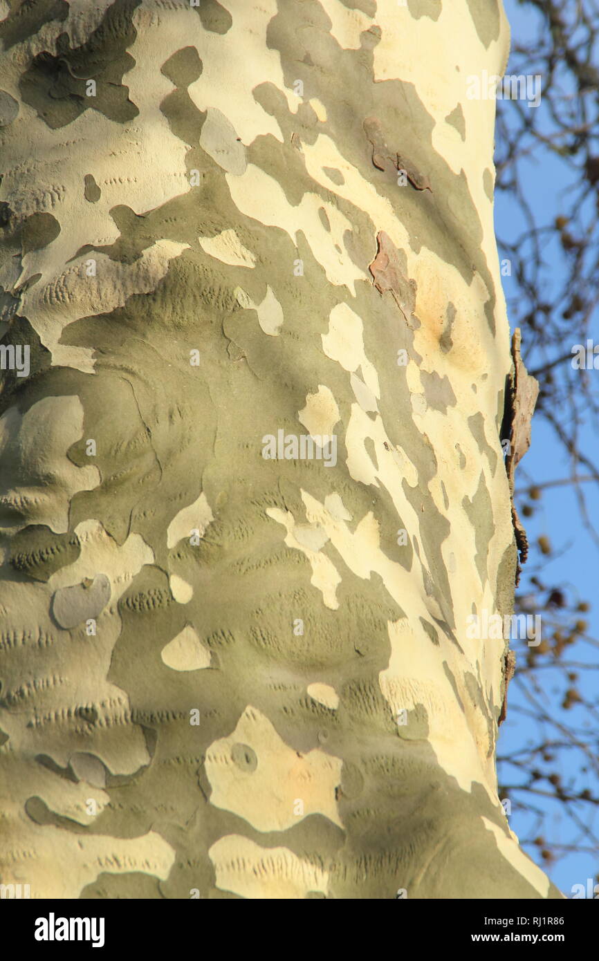 Platanus x hispanica.. Détail de l'écorce d'un arbre Plan de Londres. Également appelé Platanus acerifolia ×, - décembre, UK Banque D'Images