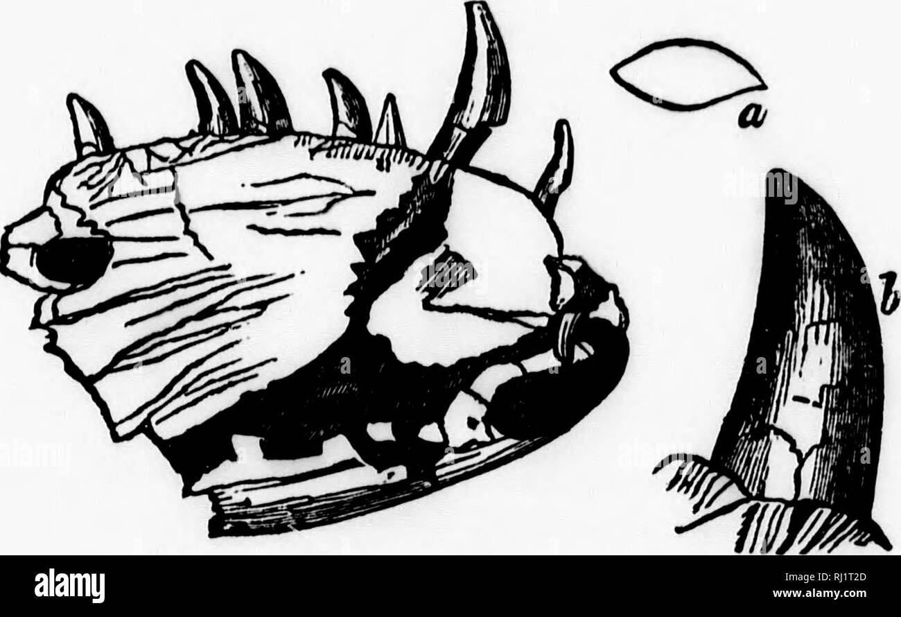 . Manuel de zoologie avec des exemples d'espèces canadiennes, récentes et combustibles [microform]. Zoologie Zoologie des invertébrés ; ; ; InvertÃ©brÃ©s. Fiij. 304.âIIadrosaurus, un dinosaure du Crétacé. Squelette, très réduite. h 'â. Fig. 305.âBathYGNATiius borealis, Leidy. Un dinosaure du Trias de l'Île du Prince Édouard. Une partie de la mâchoire inférieure, et réduit la taille de la dent. naturftl. Veuillez noter que ces images sont extraites de la page numérisée des images qui peuvent avoir été retouchées numériquement pour plus de lisibilité - coloration et l'aspect de ces illustrations ne peut pas parfaitement ressembler à l'œuvre originale.. Dawson, J Banque D'Images