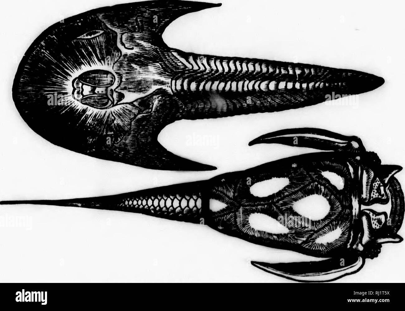 . Manuel de zoologie avec des exemples d'espèces canadiennes, récentes et combustibles [microform]. Zoologie des invertébrés ; ; ; Zoologie Invertébrés. Für. RinzoDUS lanxikkr 296.-Ganoid, un grand de la formation de charbon. a- dent, -échelle osseux.. La division fii,'. 297.-Erian placooanoids. L'Cfpha Lyelii apiit supérieur ; la partie inférieure. Phrichty : cornutus.. Veuillez noter que ces images sont extraites de la page numérisée des images qui peuvent avoir été retouchées numériquement pour plus de lisibilité - coloration et l'aspect de ces illustrations ne peut pas parfaitement ressembler à l'œuvre originale.. Dawson, J. W. (John William), Sir, 1820-1899. Mon Banque D'Images
