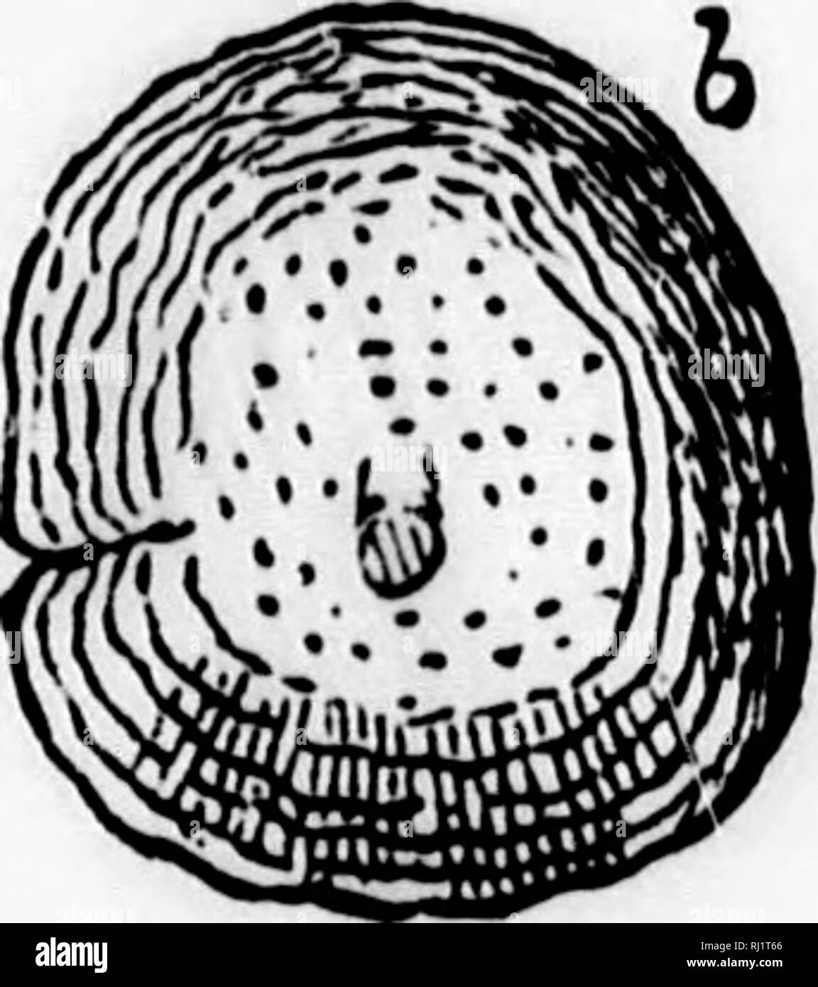 . Manuel de zoologie avec des exemples d'espèces canadiennes, récentes et combustibles [microform]. Zoologie des invertébrés ; ; ; Zoologie Invertébrés. Für. RinzoDUS lanxikkr 296.-Ganoid, un grand de la formation de charbon. a- dent, -échelle osseux.. Veuillez noter que ces images sont extraites de la page numérisée des images qui peuvent avoir été retouchées numériquement pour plus de lisibilité - coloration et l'aspect de ces illustrations ne peut pas parfaitement ressembler à l'œuvre originale.. Dawson, J. W. (John William), Sir, 1820-1899. Montréal : Dawson Banque D'Images