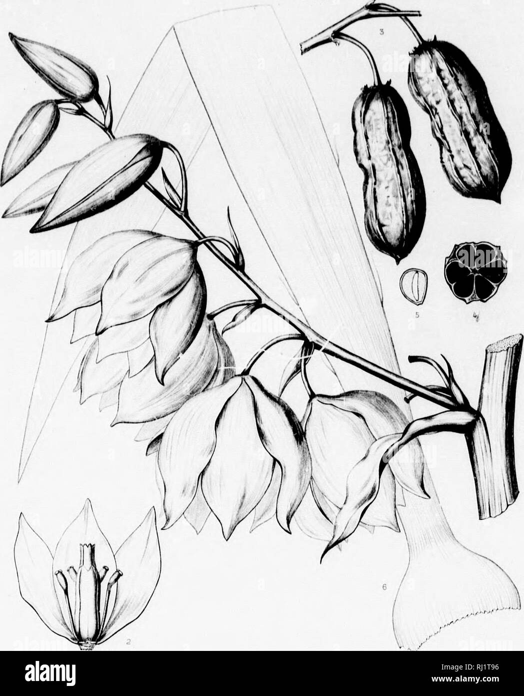 . Le Silva de l'Amérique du Nord [microforme] : une description de l'arbre qui se développent naturellement en Amérique du Nord du Mexique exclusif. Les arbres ; les arbres ; les monocotylédones ; Gymnospermes ; ARBRES ; ARBRES ; Monocotylédones ; Gymnospermes. Silvd Aiiicrici au nord de l'onglet. De l'aneth. C EF.j.nni ,M. Un Himvly Yucca Gloriosa L. AMi'i',r,;u- i/dans^r 1 //'//'. «TUttfifr ^ },',ii. Veuillez noter que ces images sont extraites de la page numérisée des images qui peuvent avoir été retouchées numériquement pour plus de lisibilité - coloration et l'aspect de ces illustrations ne peut pas parfaitement ressembler à l'œuvre originale.. Sargent, Charles Sprague, 1841-18 Banque D'Images