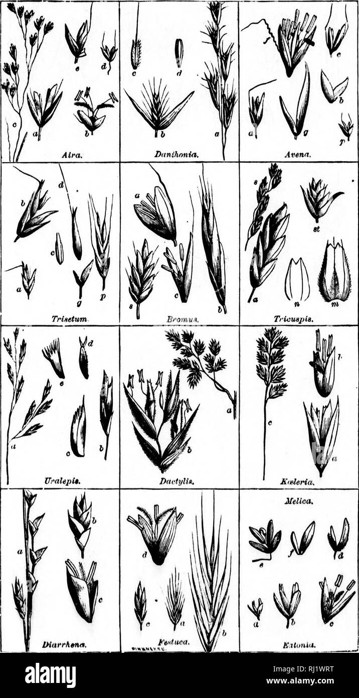 . Class-livre de botanique [microforme] : être décrit des structures, la physiologie et la classification des végétaux : avec une flore des États-Unis et du Canada. Botanique ; botanique ; plantes ; plantes ; botanique ; botanique ; plantes ; Botanique. III.. iif ii. Veuillez noter que ces images sont extraites de la page numérisée des images qui peuvent avoir été retouchées numériquement pour plus de lisibilité - coloration et l'aspect de ces illustrations ne peut pas parfaitement ressembler à l'œuvre originale.. Bois, Alphonso, 1810-1881. New York ; Cincinnati : American Book Co. Banque D'Images